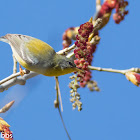 Tropical Parula