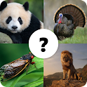 Icon Animals Quiz