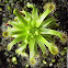 drosera la planta carnivora