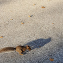 Eastern Gray Squirrel