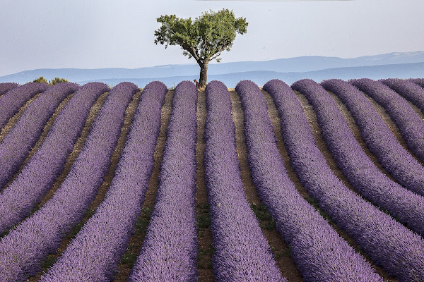 Meditando........ di stefanogaleotti