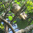 Grizzled Giant Squirrel