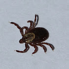 American Dog Tick