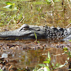 American Alligator