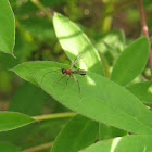 Braconid Wasp