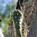 Prickly Pear