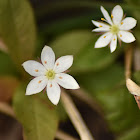 Chickweed-wintergreen