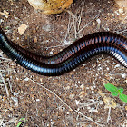 Millipede