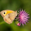 Meadow brown