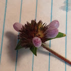 Small Wildflowers