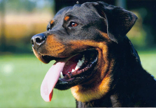 Rottweiler Live Wallpaper