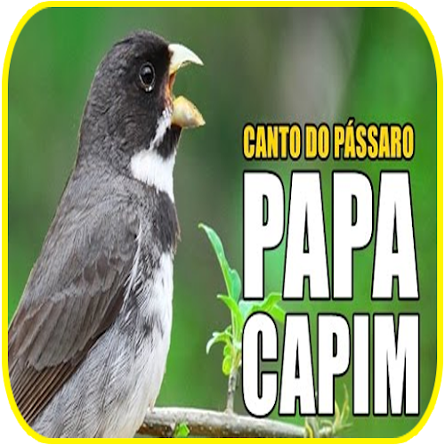 Download do APK de Canto De Papa-Capim Fêmea 2020 para Android