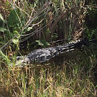 American Alligator