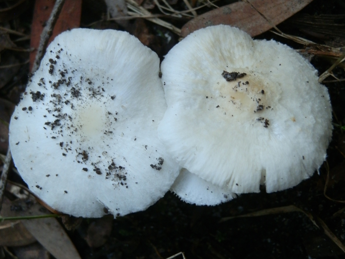 Leucoagaricus