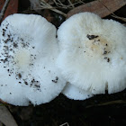 Leucoagaricus