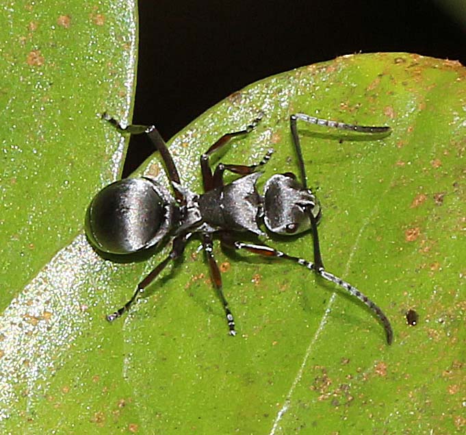 Spiny Silver Ant