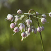 Nodding onion/ Lady's Leek