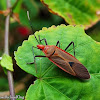 Red Bug (Pyrrhocoridae)