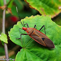 Red Bug (Pyrrhocoridae)