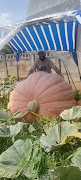 Wykus Lamprecht with his next giant pumpkin - Sophie. His previous pumpkin, Liesbet, weighed 890kg and won him first prize at the Goliat van Gat pumpkin festival in Pretoria.