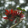 Indian Coral Tree