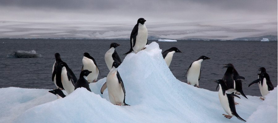 Pingüinos de la Antártida