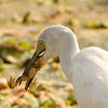 Snowy Egret and Pig Frog