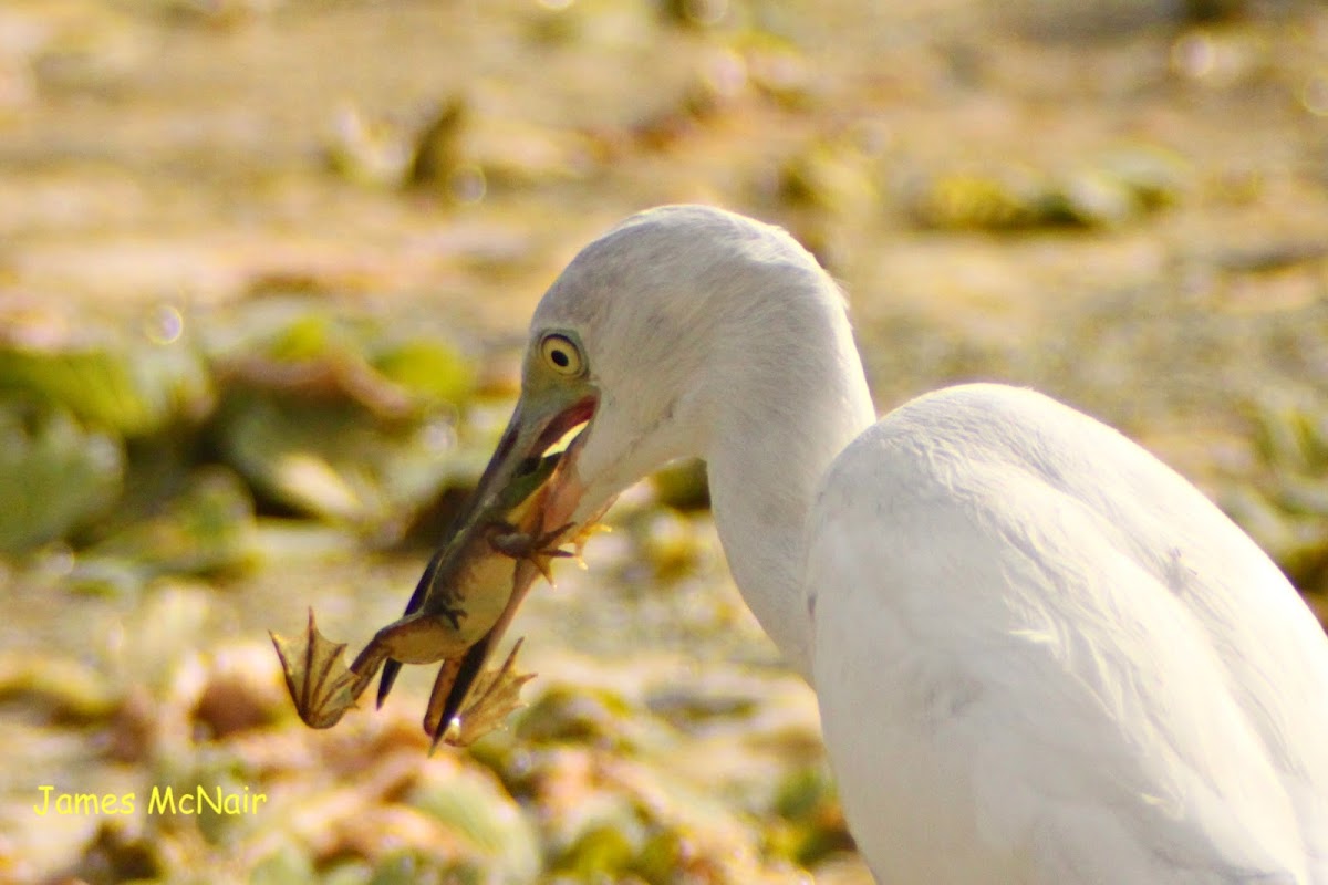 Snowy Egret and Pig Frog