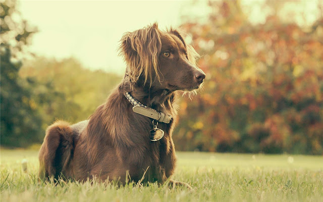 Saluki Tema y Nueva pestaña