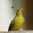 Western Tanager