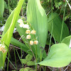 Lily-of-the-valley