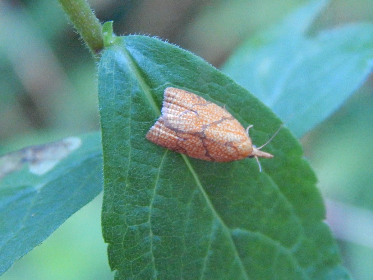 Reticulated Fruitworm