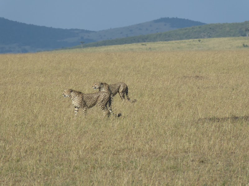 CAMINO HACIA EL RIO MARA. MAS DE GUEPARDOS - Un poquito de Kenia: Lagos Naivasha y Nakuru, Samburu y Masai Mara (9)