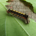 Caterpillar