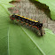 Caterpillar