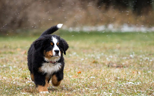 Bernese Mountain Dog Wallpaper