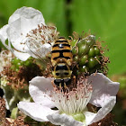 Batman Hover Fly (male)