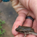 Plains leopard frog