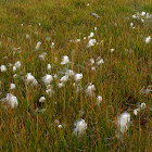 Scheuchzer's cottongrass