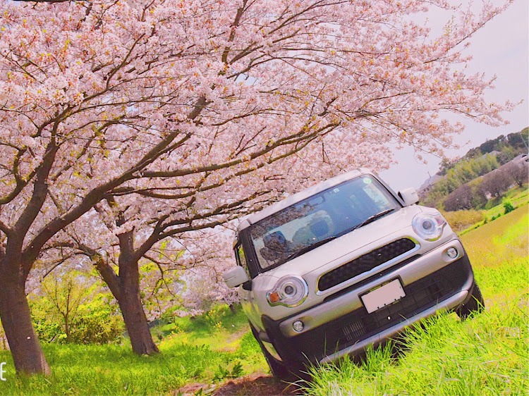 クロスビーの桜と愛車・桜とコラボ・桜・花見・セクシーボディ選手権に関するカスタム事例の投稿画像3枚目