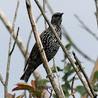 Starling