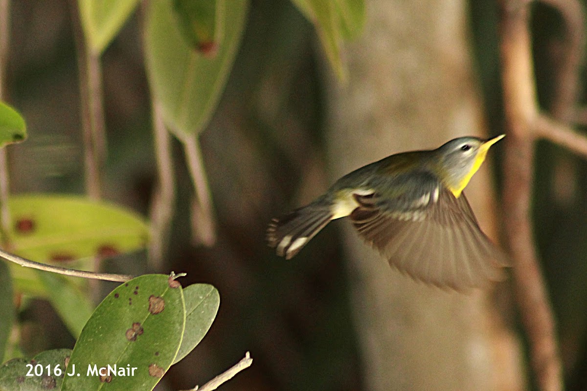 Bahama Warbler