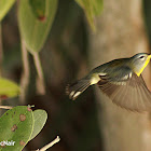 Bahama Warbler