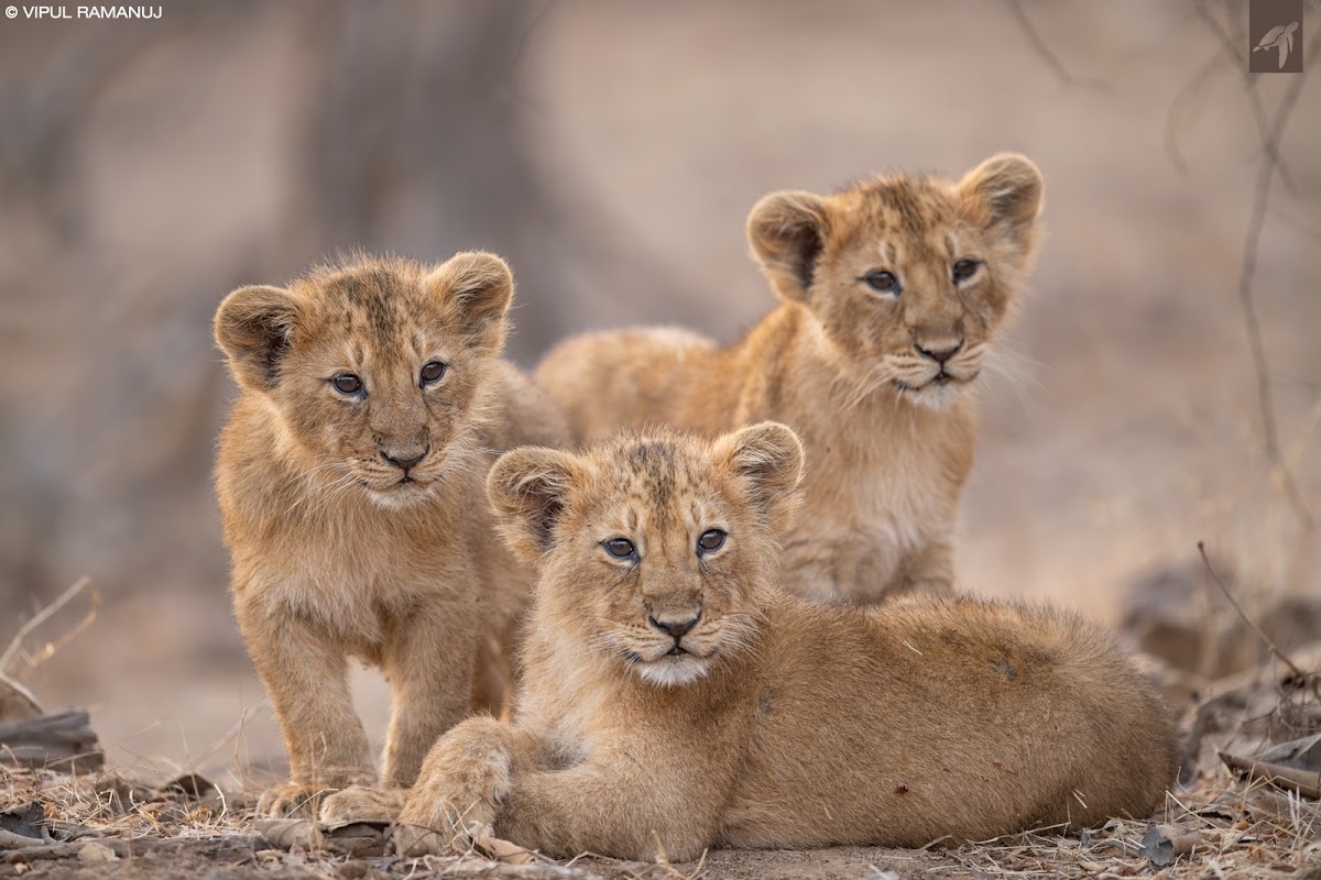 Asiatic Lion