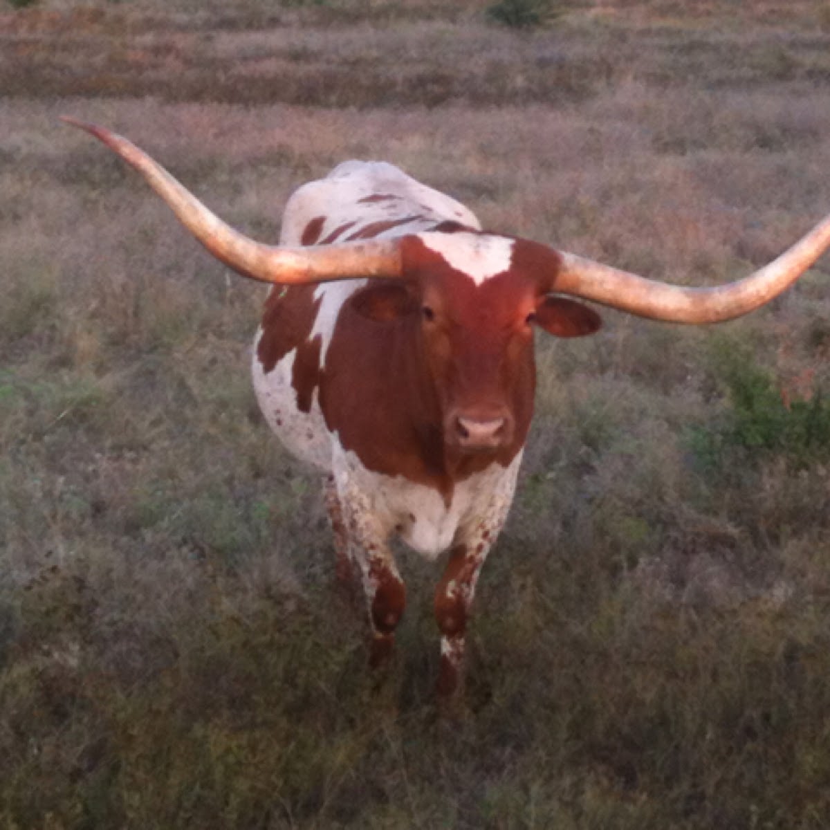 Texas Longhorn Cattle