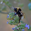 Four-coloured Cuckoo-bee