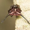 Spiny orb-weaver spider