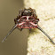 Spiny orb-weaver spider