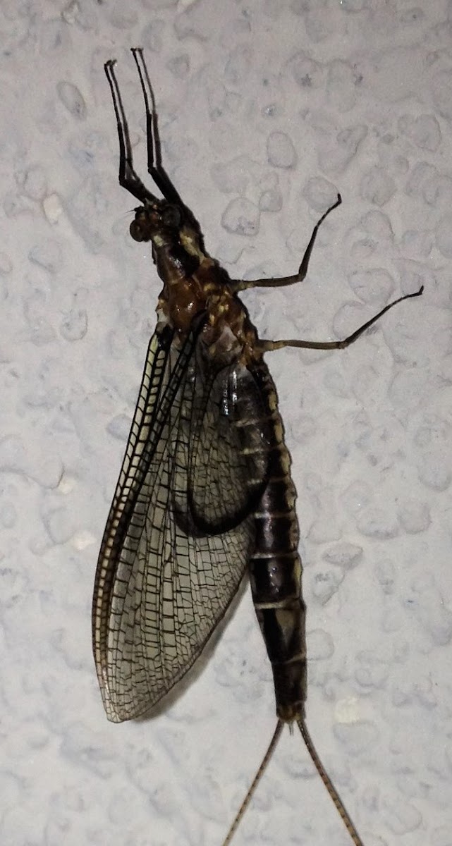 Common Burrower Mayfly female