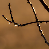 Acqua di prima mattina di 